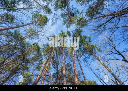 Blick auf die Kiefern und den Himmel am Märztag Stockfoto