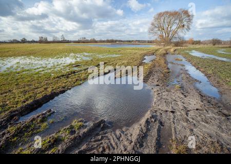 Pfützen auf einer unbefestigten Straße und Wiese, ein Baum und Wolken am Himmel, Ostpolen Stockfoto
