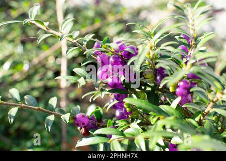 Immergrüne dekorative Hecke Lonicera Pileata mit glänzenden Blättern, Box Leaf Honeysuckle oder Privet Honeysuckle Purple Beeren Stockfoto