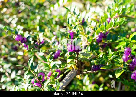 Immergrüne dekorative Hecke Lonicera Pileata mit glänzenden Blättern, Box Leaf Honeysuckle oder Privet Honeysuckle Purple Beeren Stockfoto