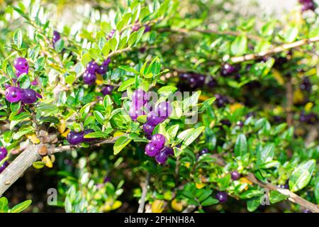 Immergrüne dekorative Hecke Lonicera Pileata mit glänzenden Blättern, Box Leaf Honeysuckle oder Privet Honeysuckle Purple Beeren Stockfoto