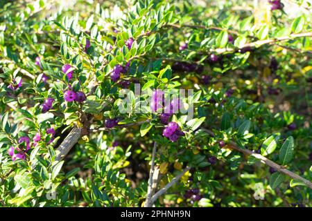 Immergrüne dekorative Hecke Lonicera Pileata mit glänzenden Blättern, Box Leaf Honeysuckle oder Privet Honeysuckle Purple Beeren Stockfoto