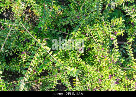 Immergrüne dekorative Hecke Lonicera Pileata mit glänzenden Blättern, Box Leaf Honeysuckle oder Privet Honeysuckle Purple Beeren Stockfoto