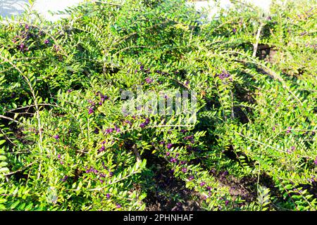 Immergrüne dekorative Hecke Lonicera Pileata mit glänzenden Blättern, Box Leaf Honeysuckle oder Privet Honeysuckle Purple Beeren Stockfoto