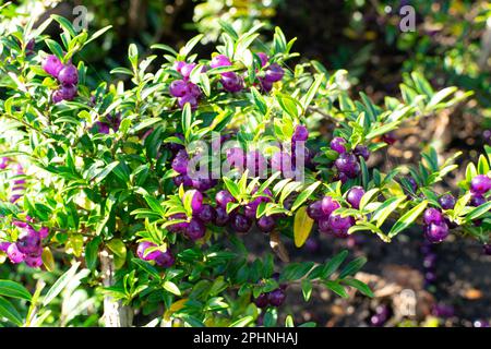 Immergrüne dekorative Hecke Lonicera Pileata mit glänzenden Blättern, Box Leaf Honeysuckle oder Privet Honeysuckle Purple Beeren Stockfoto