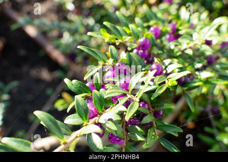 Immergrüne dekorative Hecke Lonicera Pileata mit glänzenden Blättern, Box Leaf Honeysuckle oder Privet Honeysuckle Purple Beeren Stockfoto