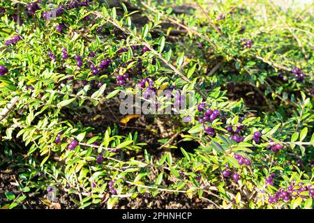 Immergrüne dekorative Hecke Lonicera Pileata mit glänzenden Blättern, Box Leaf Honeysuckle oder Privet Honeysuckle Purple Beeren Stockfoto