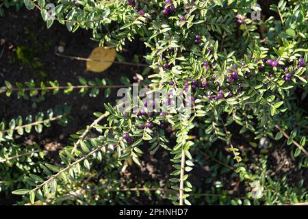 Immergrüne dekorative Hecke Lonicera Pileata mit glänzenden Blättern, Box Leaf Honeysuckle oder Privet Honeysuckle Purple Beeren Stockfoto