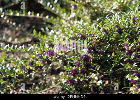 Immergrüne dekorative Hecke Lonicera Pileata mit glänzenden Blättern, Box Leaf Honeysuckle oder Privet Honeysuckle Purple Beeren Stockfoto