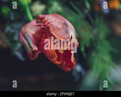 Eine lebendige Nahaufnahme einer orangefarbenen Tulpenblume, deren Blütenblätter sich sanft vor einem üppig grünen Ast im Hintergrund öffnen Stockfoto