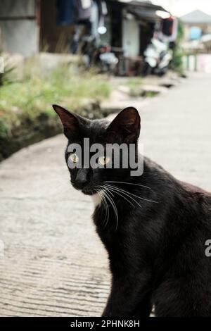 Porträt einer schwarzen Katze mit wilden, leuchtenden Augen, die an einem sonnigen Tag in einer kleinen Gasse majestätisch aussehen. Auf der Jagd nach Beute. Stockfoto