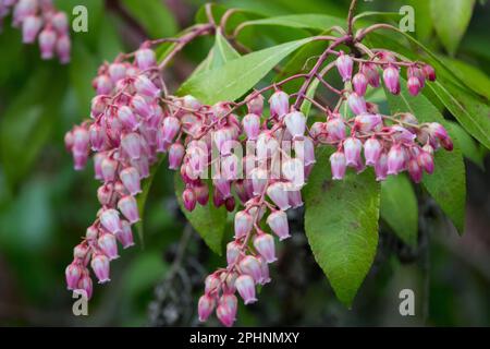 Lily of the Valley Sträucher Pieris japonica Valley Rose Japanische Pieris Pflanzenblume Frühjahrsblumen Japanische andromedablüten Pieris Valley Rose Stockfoto