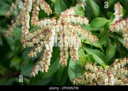 Lily vom Valley Shrub, Frühling, Pieris, Pflanze, Blüten Pieris Trauerzwerg Stockfoto