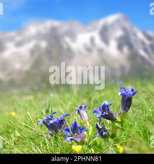 Blaue Blüten Stielloser Enzian (Gentiana acaulis), der in der Bergwiese wächst. Sommerlandschaft mit dem Mount Grandes Jorasses im Hintergrund. Aosta Stockfoto