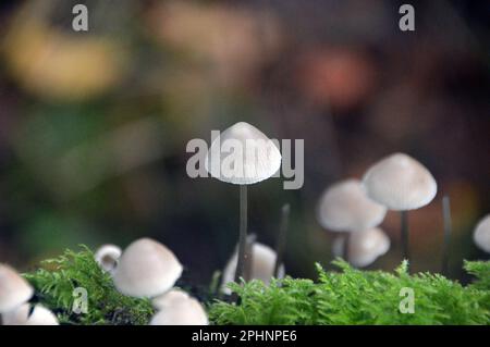 Kleine weiße Pilze und grüner Moos, die auf einem toten Baum in Boilton Wood im Brockholes Nature Reserve, Preston, Lancashire, England, Großbritannien wachsen. Stockfoto