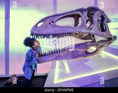 London, Großbritannien. 29. März 2023. Neue Ausstellung im National History Museum Titanosaur Patagotitan Mayorum - eines der größten Lebewesen, die je auf der Erde gelaufen sind. Zum ersten Mal wird Patagotitan Mayorum in Europa ausgestellt. Um das Vierfache schwerer als Dippy öffnet der Diplodocus am 31. März 2023. Guss aus Harz aus dem ursprünglichen Fund. Kredit: Paul Quezada-Neiman/Alamy Live News Stockfoto