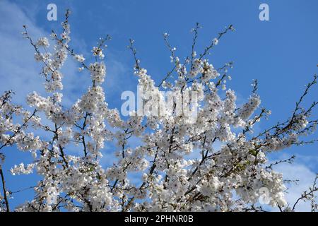 Kirschbaum, Prunus incisa "die Braut" in Blume. Stockfoto