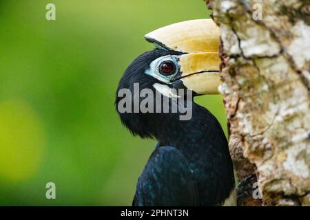 Intime Nahaufnahme eines erwachsenen männlichen orientalischen Rattenhornvaters, der sich in einem verlängerten Werben und Nestbauverhalten engagiert, Singapur Stockfoto