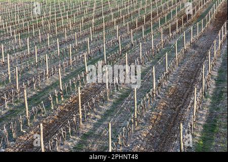 Chianti Classico Weinberge im Winter nach der Schnittsaison. Stockfoto