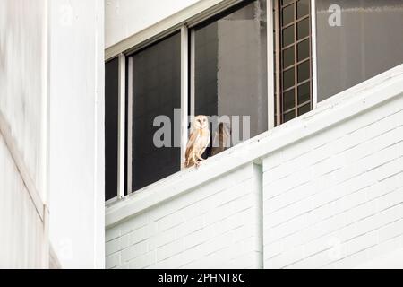 Eine Scheuneneule, ein seltener Anblick in Singapur, sitzt auf dem Fenstervorsprung eines Apartmentblocks in einem öffentlichen Wohnhaus, nachdem sie von Hornbill gestört wurde Stockfoto