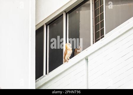 Eine Scheuneneule, ein seltener Anblick in Singapur, sitzt auf dem Fenstervorsprung eines Apartmentblocks in einem öffentlichen Wohnhaus, nachdem sie von Hornbill gestört wurde Stockfoto