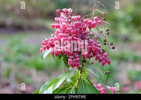 Pieris japonica Valley Valentinstag in Blume. Stockfoto