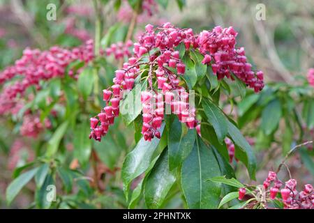 Pieris japonica Valley Valentinstag in Blume. Stockfoto