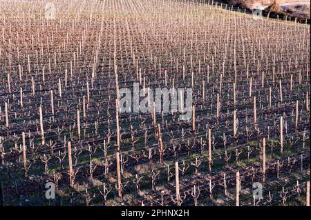 Chianti Classico Weinberge im Winter nach der Schnittsaison. Stockfoto