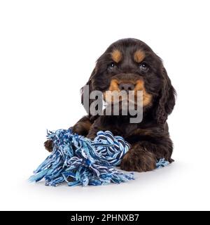 Süßer Hund Coclerspaniel mit Schokolade und Bräunung, der sich mit dem Spielzeug nach vorne legte. Sie blickt in die Kamera, isoliert auf weißem Hintergrund. Stockfoto