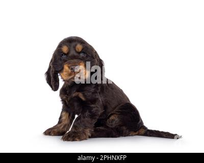Süßer Schokolade- und Braungebrannter englischer Coclerspaniel Hundewelpe, der seitlich sitzt. Sie blickt in die Kamera, isoliert auf weißem Hintergrund. Stockfoto