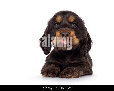 Süßer Schokolade- und Braungebrannter englischer Coclerspaniel Hundewelpe, der sich nach vorne legte. Die Zunge ragt heraus. Sie blickt in die Kamera, isoliert auf einem weißen Rücken Stockfoto