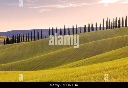 Landschaft der Hügel von Monteroni d'Arbia und toskanische Zypressen bei Sonnenuntergang an einem sonnigen Tag im Winter. Stockfoto