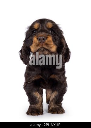 Süßer Schokolade- und Braungebrannter englischer Coclerspaniel Hundewelpe, der nach vorne zeigt. Sie blickt in die Kamera, isoliert auf weißem Hintergrund. Stockfoto