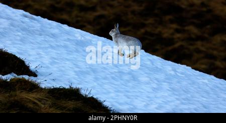 Berghasen im Winterpelz Stockfoto