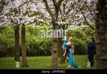 AMSTELVEEN - Besucher während der Blüte der japanischen Kirschblüten ist der Bloesempark in Amsterdamse Bos. Die Blüten ziehen während der Blütezeit im März und April viel Aufmerksamkeit aus dem in- und Ausland auf sich. ANP FREEK VAN DEN BERGH niederlande raus - belgien raus Stockfoto