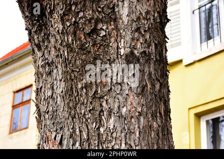 Große Baumrinde Nahaufnahme mit skaliertem Muster. Kastanienbaum-Makro. Weich verschwommener Hintergrund der Außenhöhe des Hauses. Holzfenster Stockfoto