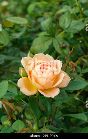 Rosa Lady von Shalott, Rose Lady von Shalott, rosa Ausnyson, Strauchrose, Stockfoto