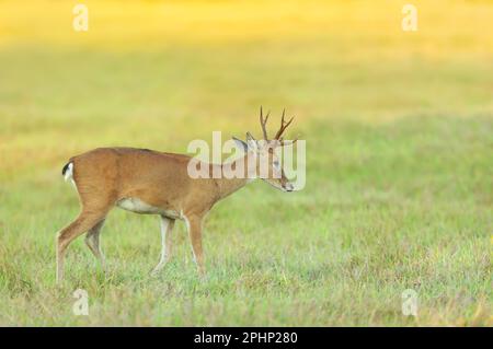 Nahaufnahme eines Pampas-Hirsches, der bei Sonnenuntergang grast, Pantanal, Brasilien. Stockfoto