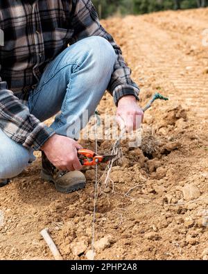 Der Landwirt auf dem neuen Weinberg bereitet die neuen Pflanzlinge der Rebstöcke vor und pflanzt sie im Boden. Agrarindustrie, Weinkellerei. Stockfoto