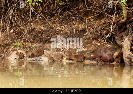 Gruppe von Capybaras an einem Flussufer, North Pantanal, Brasilien. Stockfoto