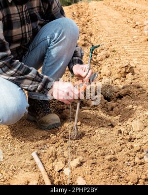 Der Landwirt auf dem neuen Weinberg bereitet die neuen Pflanzlinge der Rebstöcke vor und pflanzt sie im Boden. Agrarindustrie, Weinkellerei. Stockfoto