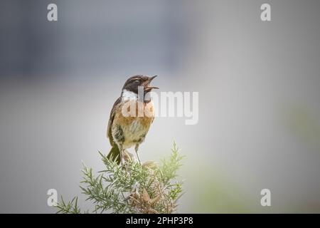 Wunderschönes singendes Stonechat von einer nördlichen portugiesischen Wiese. Stockfoto