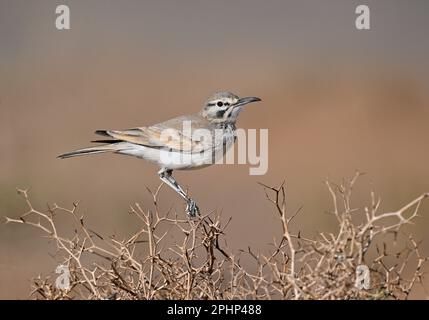 Grosser Hoopoe-Lark - Alaemon alaudipes Stockfoto