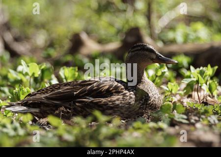 Nahaufnahme einer Ente auf dem Feld Stockfoto