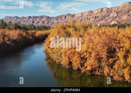 Kleiner Fluss, Bäume auf beiden Seiten, Oase in der Nähe - felsige Wüstenberge im Hintergrund. Landschaft des Atlasgebiets in Marokko Stockfoto