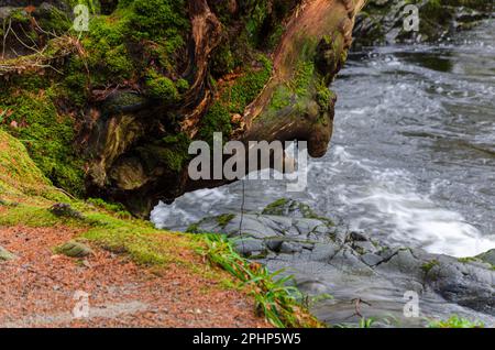 Baum am Ufer des schnell fließenden Flusses in Tollymore bei Newcastle mit dem Stamm, der wie ein Monster aussieht Stockfoto