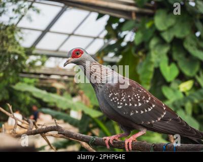 Gesprenkelte Taube (Columba Guinea) auf einem Ast - eine Art mittelgroßer Vogel aus der Taubenfamilie (Columbidae) Stockfoto