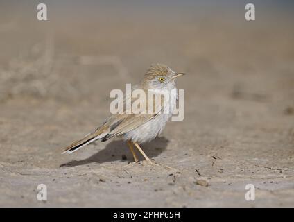 African Desert Warbler - Curruca deserti Stockfoto