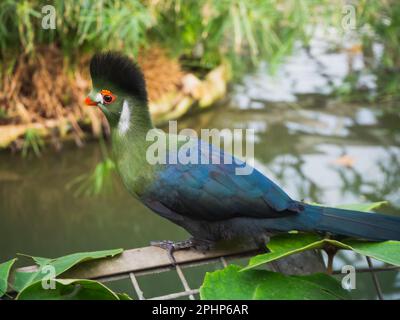 Porträt des afrikanischen bunten Vogels Knysna Turaco, Tauraco corythaix. Nahaufnahme, weiße, seltene exotische lourie. Auf der Krokodilfarm in Pierrela Stockfoto