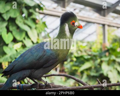 Porträt des afrikanischen bunten Vogels Knysna Turaco, Tauraco corythaix. Nahaufnahme, weiße, seltene exotische lourie. Auf der Krokodilfarm in Pierrela Stockfoto